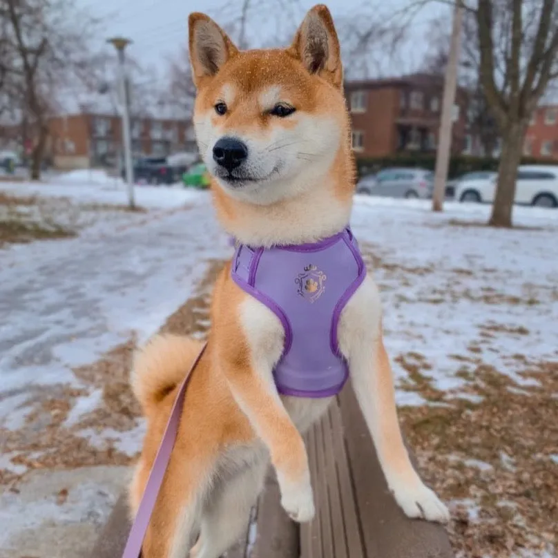 Purple Lilac Harness