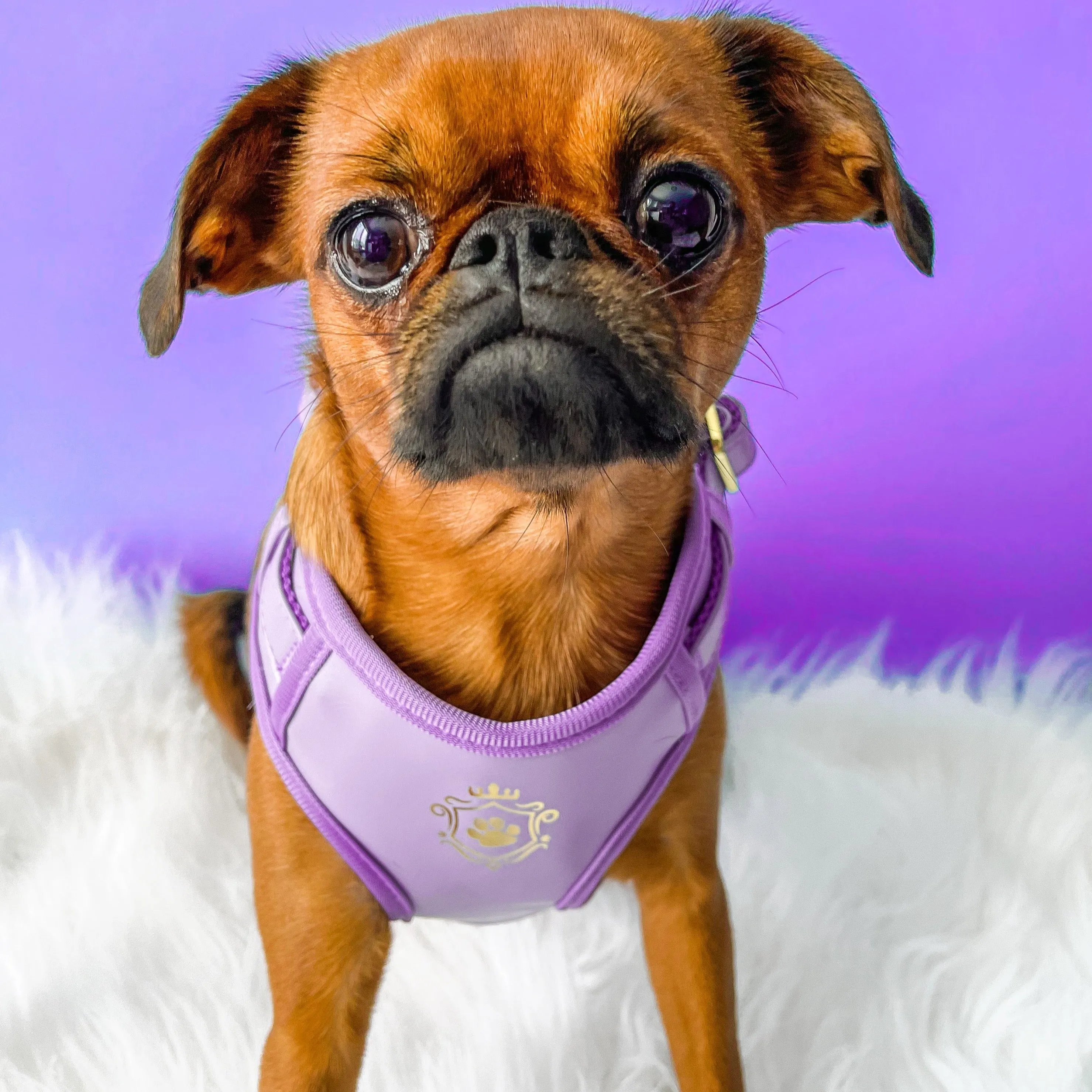 Purple Lilac Harness